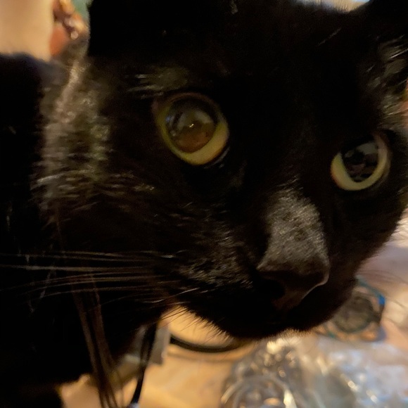 Meet your Posher, Diane - Picture 2 of 14